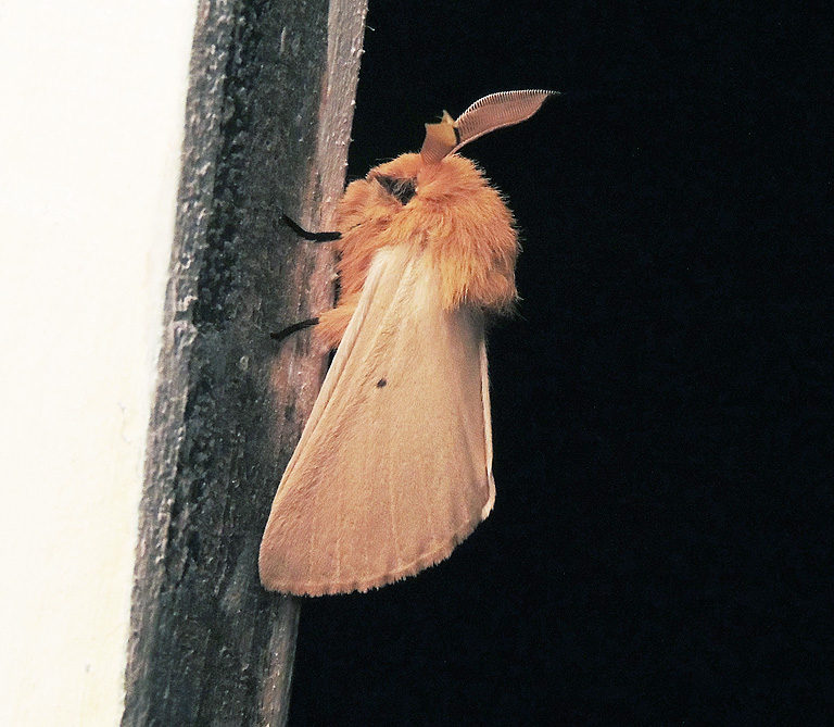 Lemonia taraxaci Brahmaeidae